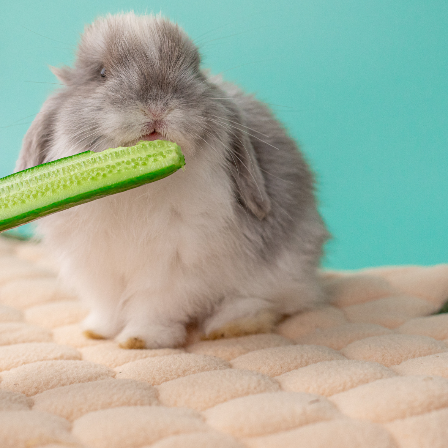 Say Goodbye to Smelly Cages: Why Your Small Pet Needs the Hoppd HutchLiner