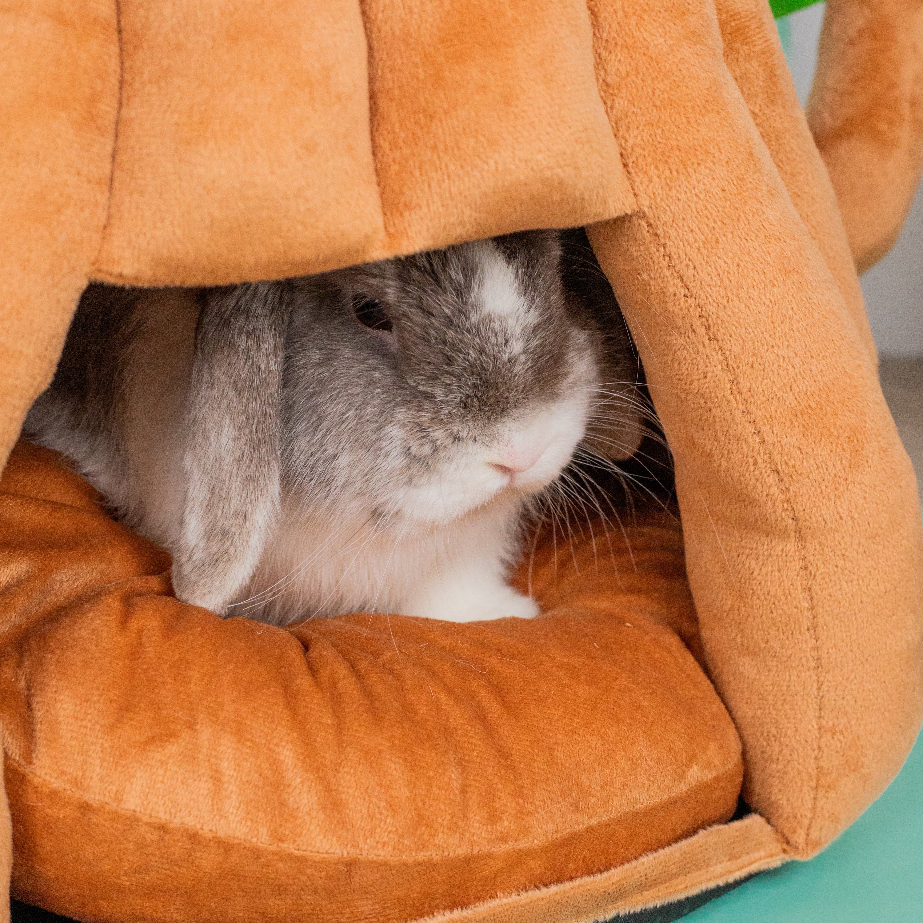 The Struggle is Real: Finding the Perfect Pet Habitat for Your Small Furry Friends