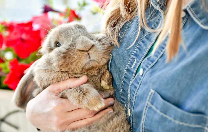 How Your Small Pet Experiences Temperature (How to Keep Them Comfortable Year-Round)