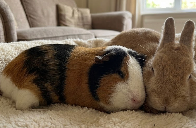 The Secret Sleep Lives of Rabbits and Guinea Pigs (And How to Help Them Rest Better)