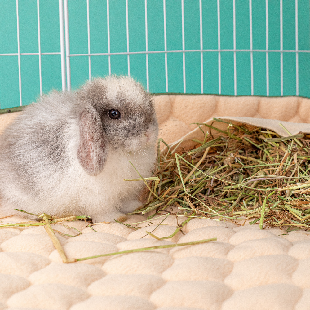 Hopp'd fleece bedding with hay pocket for guinea pigs — convenient rabbit bedding accessory. sage color, c&c 2x4